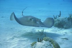 Southern Stingray, with housed (Ikelite) Nikon 8008S by Alison T. Stenger 